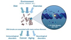 Summary of the factors that cause DNA damage and the associated diseases. (Courtesy of Sylvain Costes)
