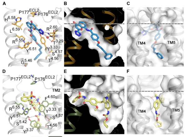 X-rays shed light on how anti-asthmatic drugs&nbsp;work