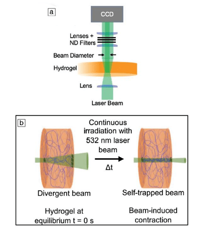Hydrogel elicits switchable, reversible, and controllable self-trapping light&nbsp;beams